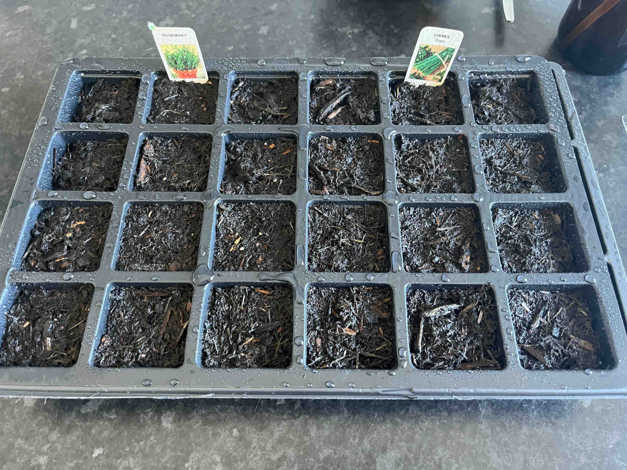 seedlings in a propagator