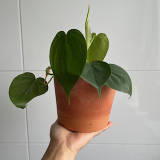 heartleaf philodendron